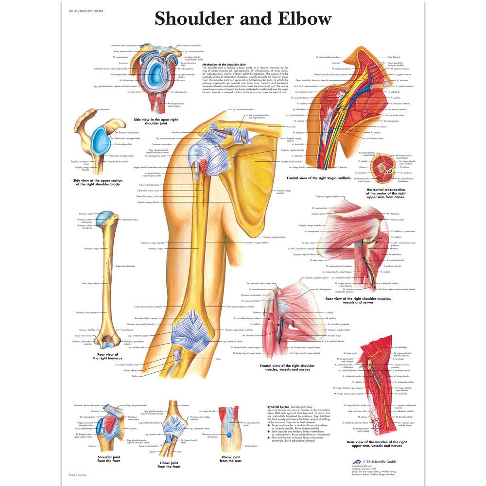 Bones Of Upper Limb Laminated Anatomy Chart