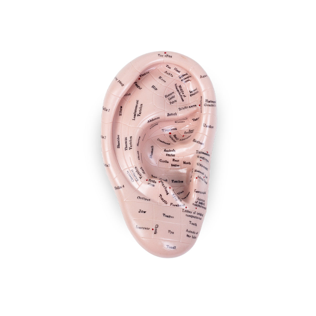 Zone Ear Model 17cm