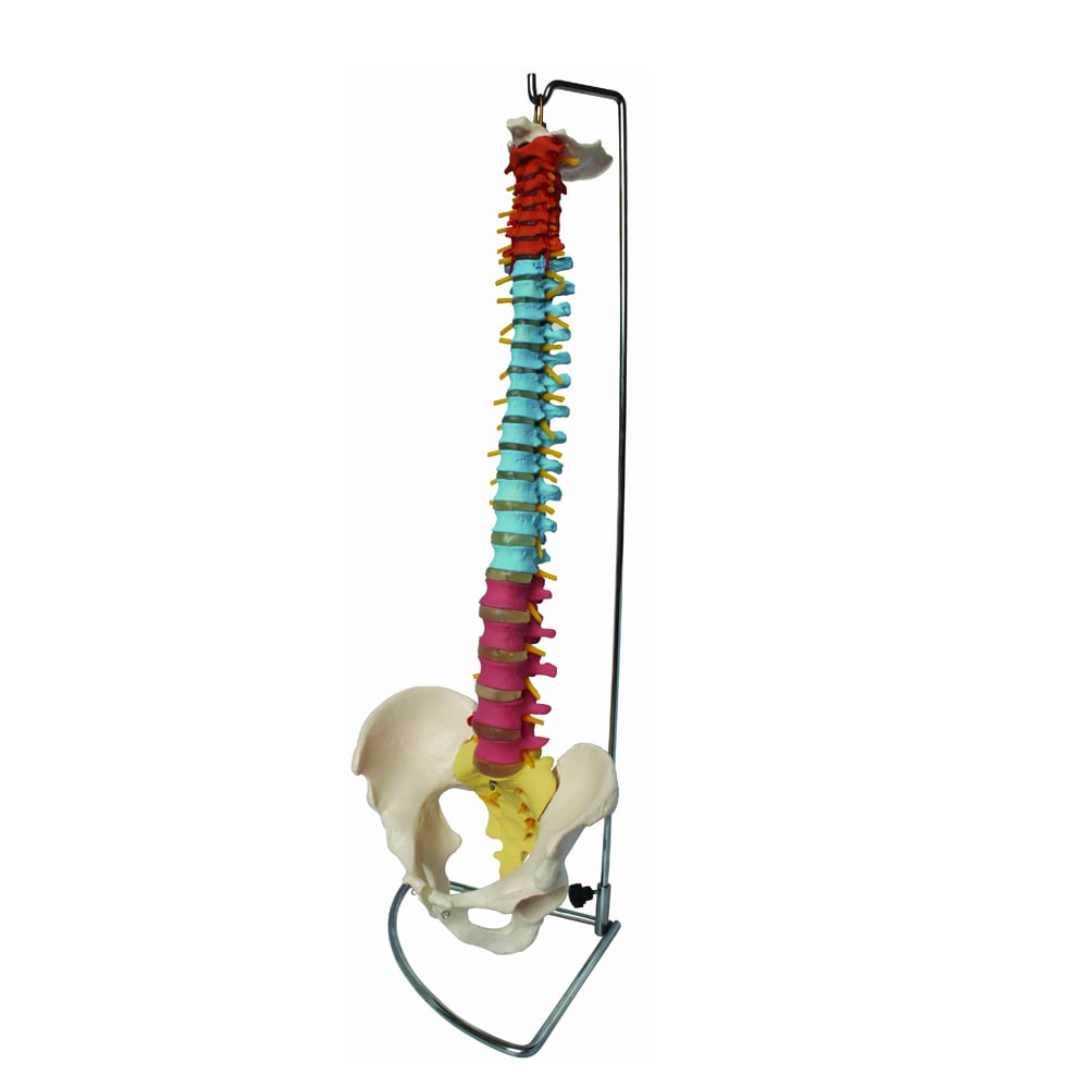 Life Size Fully Flexible Spinal Model 34